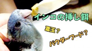 インコの挿し餌の方法 