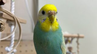 インコのまにまにへようこそ！ 